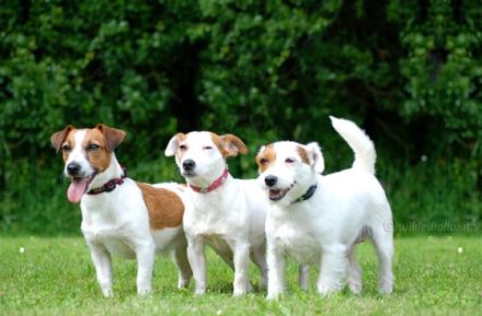 vom Königsberger Schloß