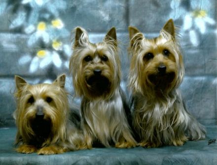 vom Zerbster Schloß