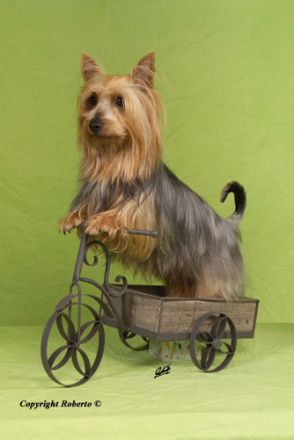 vom Zerbster Schloß