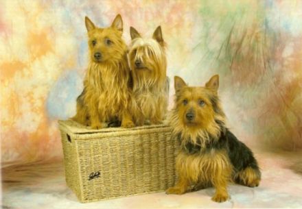 vom Zerbster Schloß