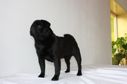 INTAR SAVLAAR TREASURE HAUS