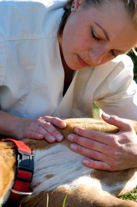 Physiotherapie für Kleintiere in Wasserlosen/Burghausen