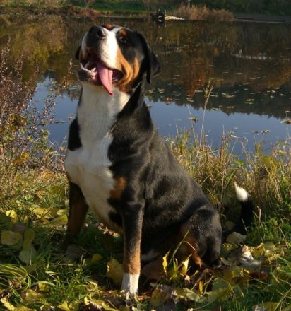 Astor vom Gut Maschwitz