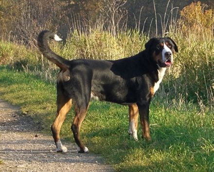 Astor vom Gut Maschwitz