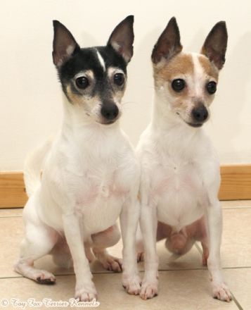 Toy Fox Terrier Kennels
