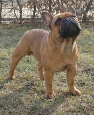 Armani von der Harth