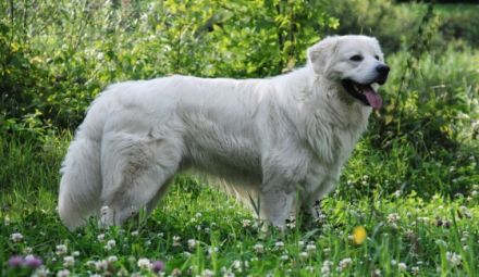 Slovensky Cuvac "von der Stockacher Halde"
