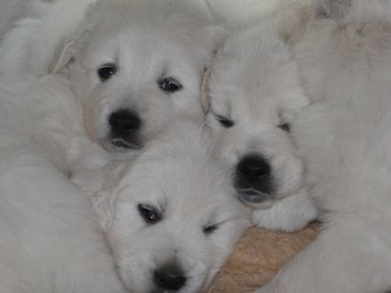 Slovensky Cuvac "von der Stockacher Halde"