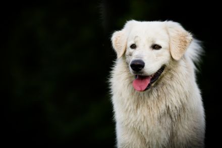 Slovensky Cuvac "von der Stockacher Halde"