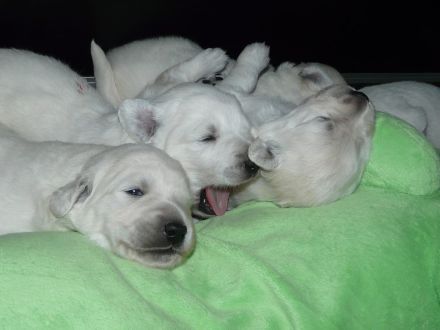 Slovensky Cuvac "von der Stockacher Halde"