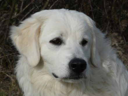 Slovensky Cuvac "von der Stockacher Halde"