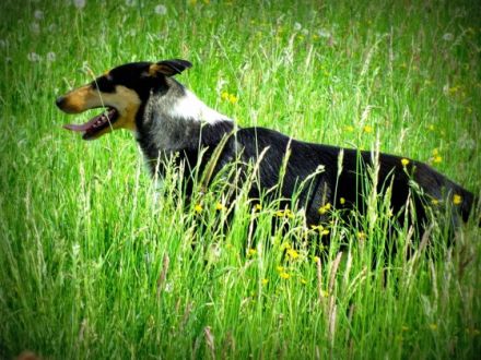 Viering Hundeberatung