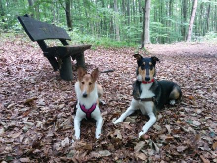 Viering Hundeberatung