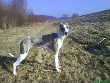 Argento Dario Valentine Dogs