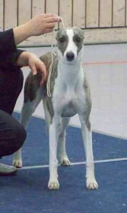 Argento Dario Valentine Dogs