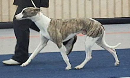 Argento Dario Valentine Dogs