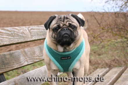 Chino von Cyrano de Bergerac