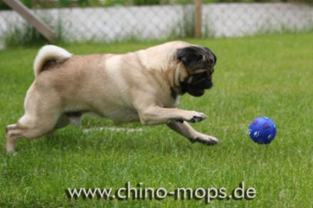 Chino von Cyrano de Bergerac