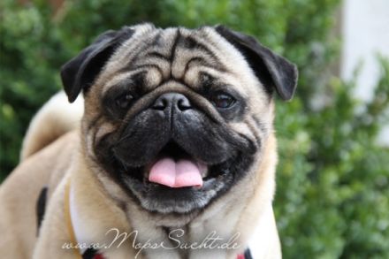 Chino von Cyrano de Bergerac