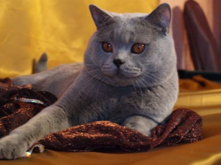 Von den Nachträubern