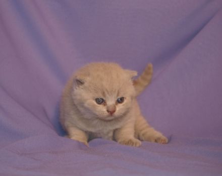 Von den Nachträubern