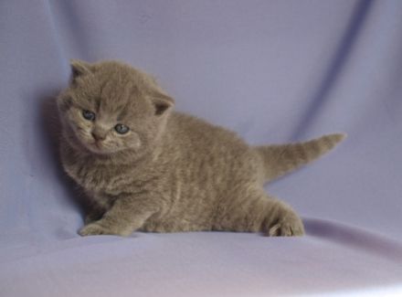 Von den Nachträubern