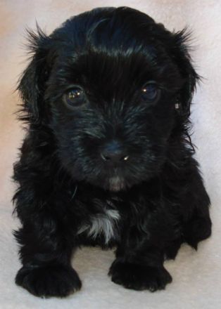 Wonderland's Happy Angel