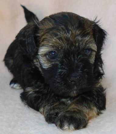 Wonderland's Happy Angel