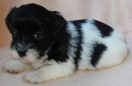 Wonderland's Happy Angel