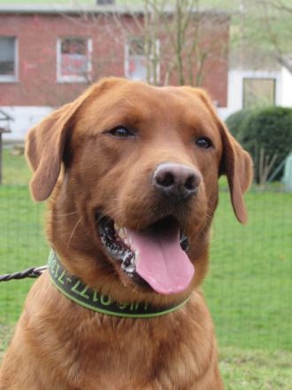 Ulf vom Loderberg/ Al-grom Quiche (Charly),