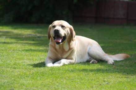 Ulf vom Loderberg/ Al-grom Quiche (Charly),