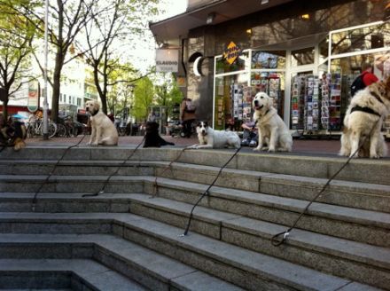 Hundeschule Fell & Pfote in Konstanz