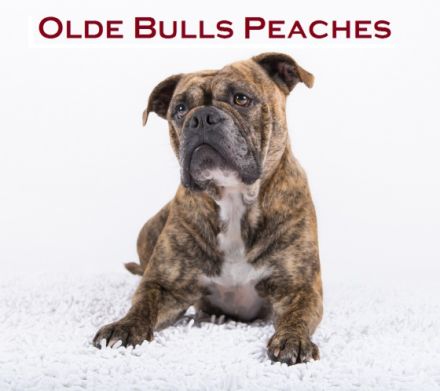 Olde Bulls