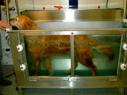 Praxis für Hundephysiotherapie Andrea Schatz