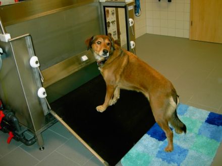 Praxis für Hundephysiotherapie Andrea Schatz