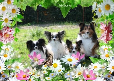 von der Märchenwiese