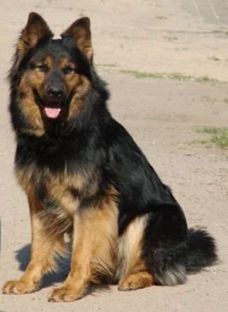 H`Sky vom Altdeutschen Eck