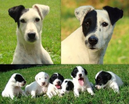 z Karpatských strání