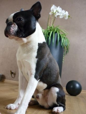 Rocky Aldebaran Taurus