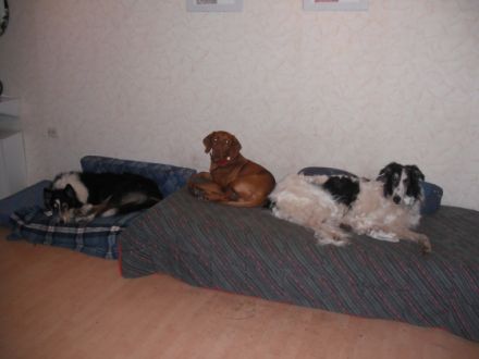 Pension zum bellenden gast