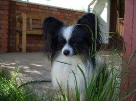 Ponda´s Xtreme Disco Dancer