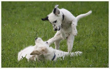 Hundeschule domestic dog