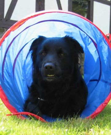 Hundeschule domestic dog