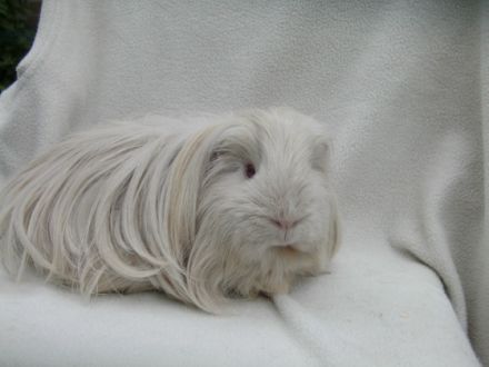 Tierservice Blumenhof