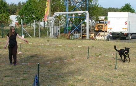 Schlaubetaler Hunde-Akademie