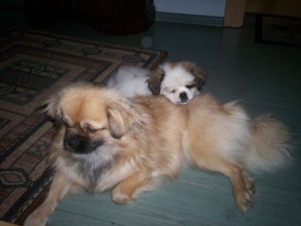 Sonnenschein von Schöpf