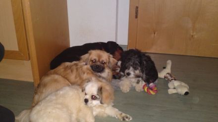 Sonnenschein von Schöpf