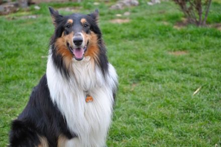 Artreju of Collieparadise