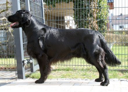 Amazing Flat Beauties