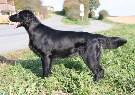 Amazing Flat Beauties